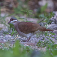Key West Quail-Dove